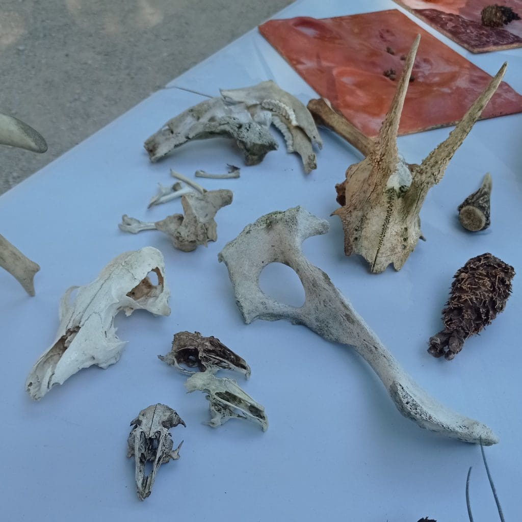 Grupo de juego en la naturaleza: salvando el mundo 9 Rastros de fauna | Grupo de juego en la naturaleza: salvando el mundo | Pasa la risa